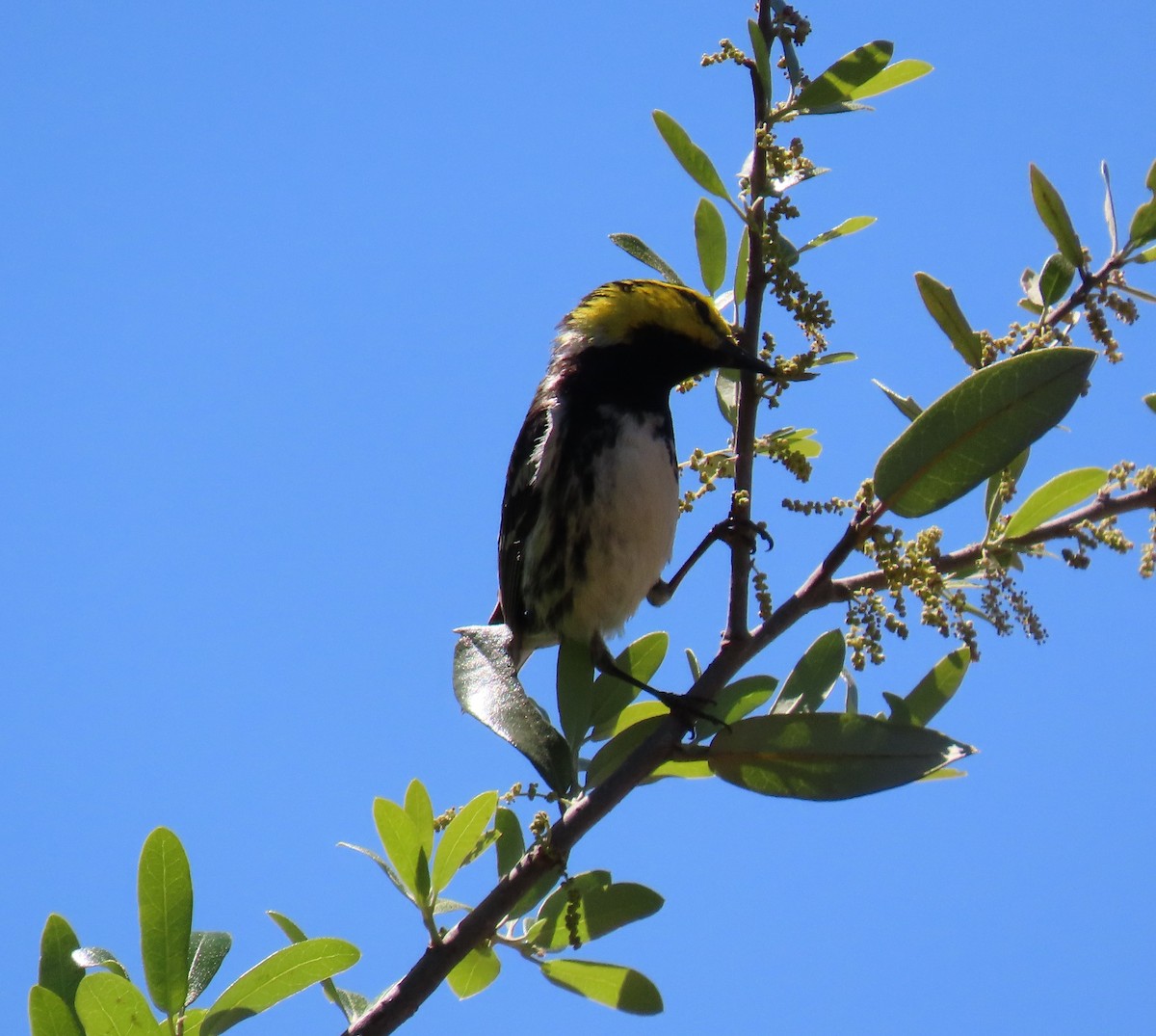 Golden-cheeked Warbler - ML633377217