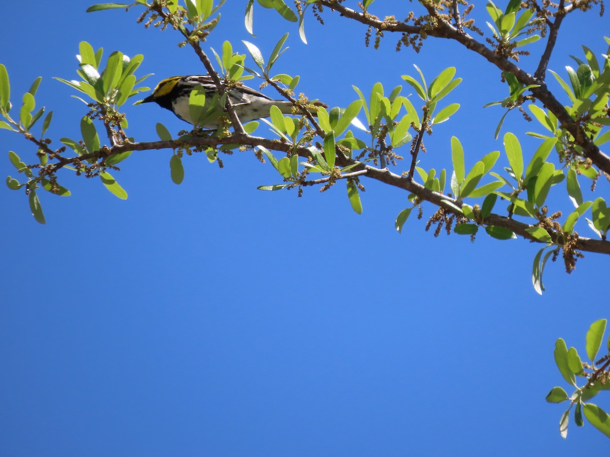 Golden-cheeked Warbler - ML633377220