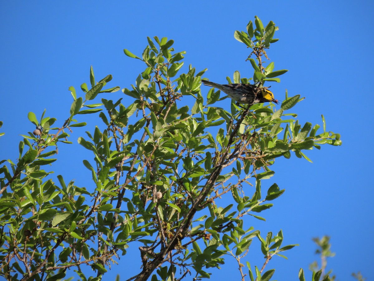 Golden-cheeked Warbler - ML633377221