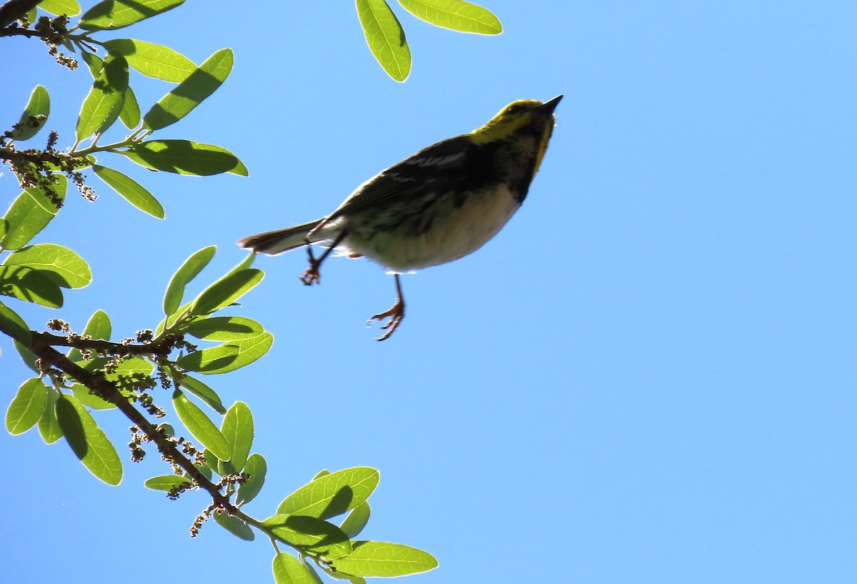 Black-throated Green Warbler - ML633377291