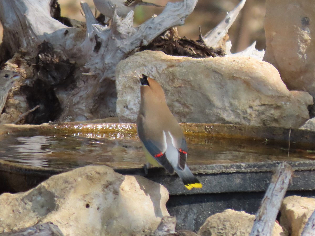 Cedar Waxwing - ML633377306