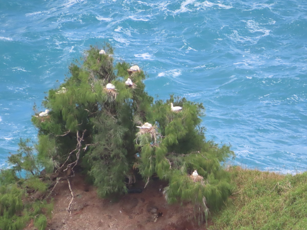 Red-footed Booby - William Kuk
