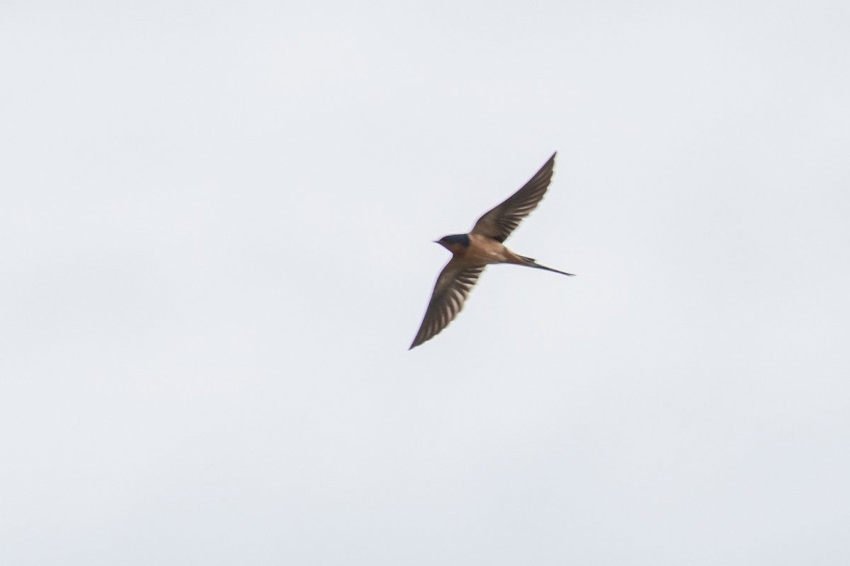 Hirondelle rustique - ML633377403