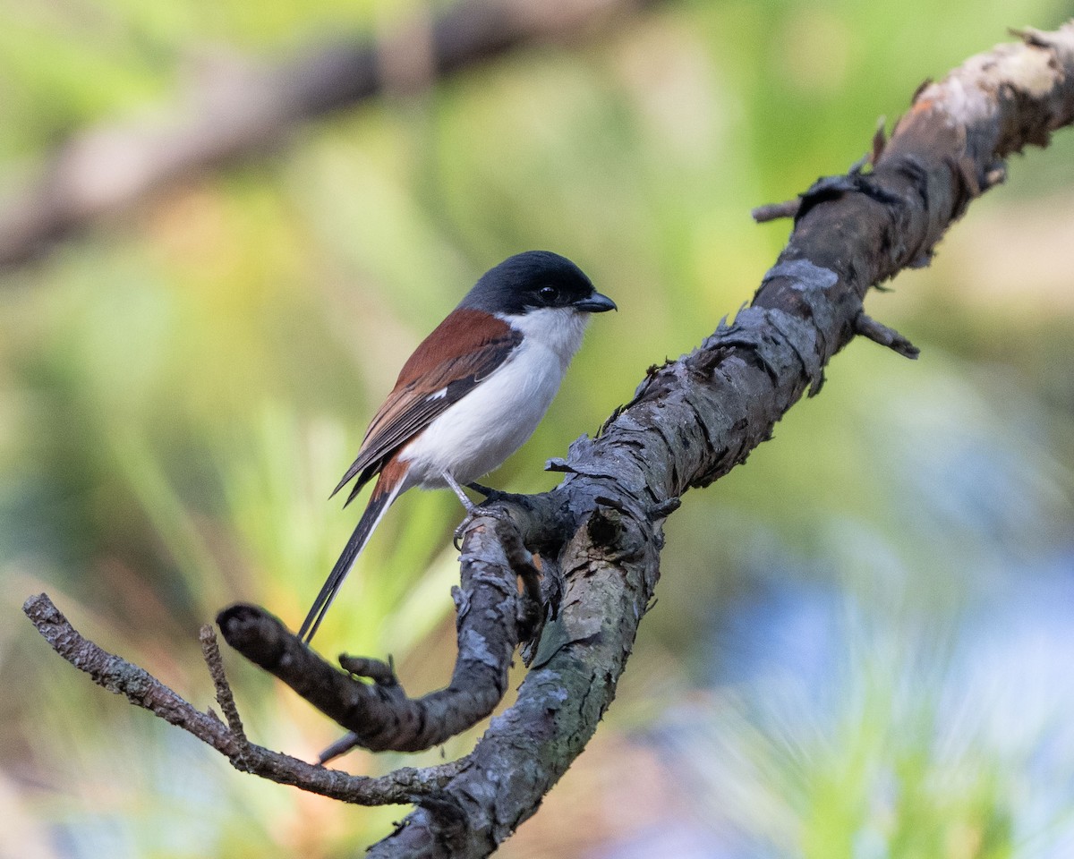 Burmese Shrike - ML633377914