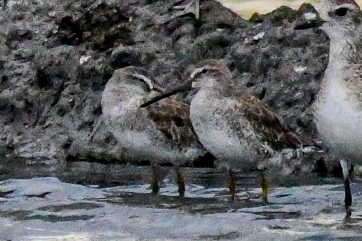 Short-billed Dowitcher - ML633377965