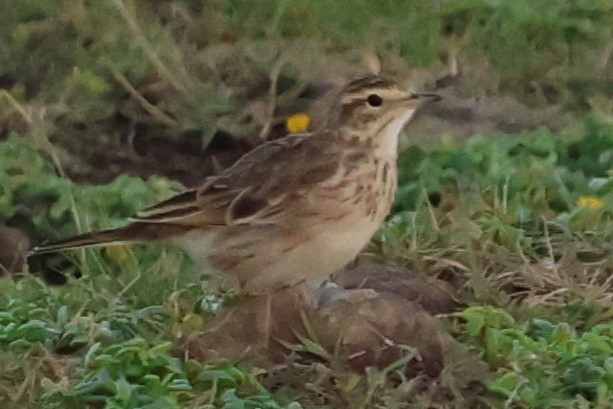 Australian Pipit - ML633378008