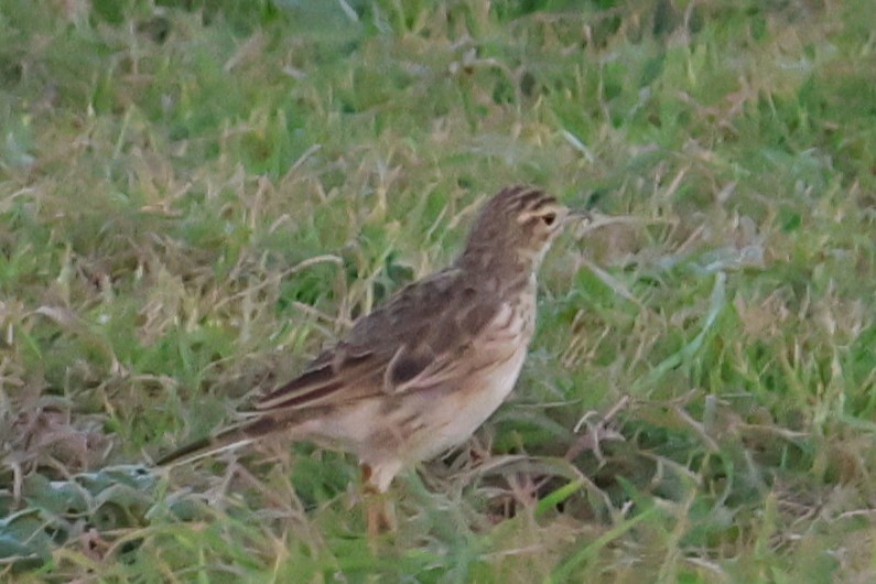 Australian Pipit - ML633378009