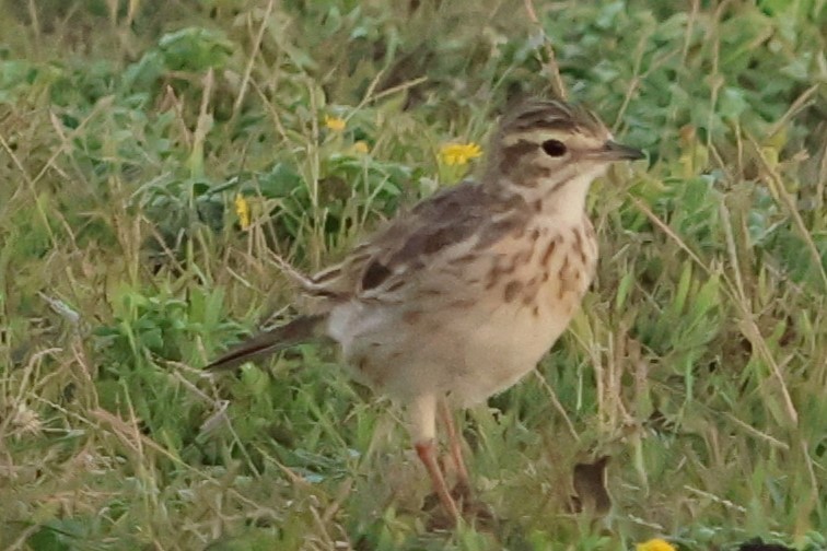 Australian Pipit - ML633378010