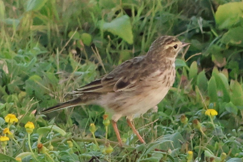 Australian Pipit - ML633378011