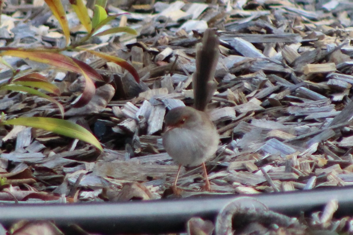 Superb Fairywren - ML633378064