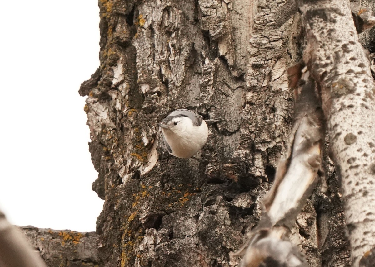 White-breasted Nuthatch - ML633378066