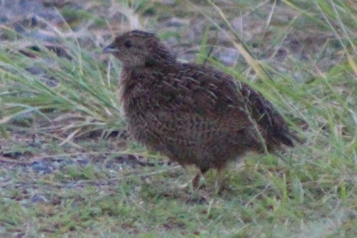 Brown Quail - ML633378100