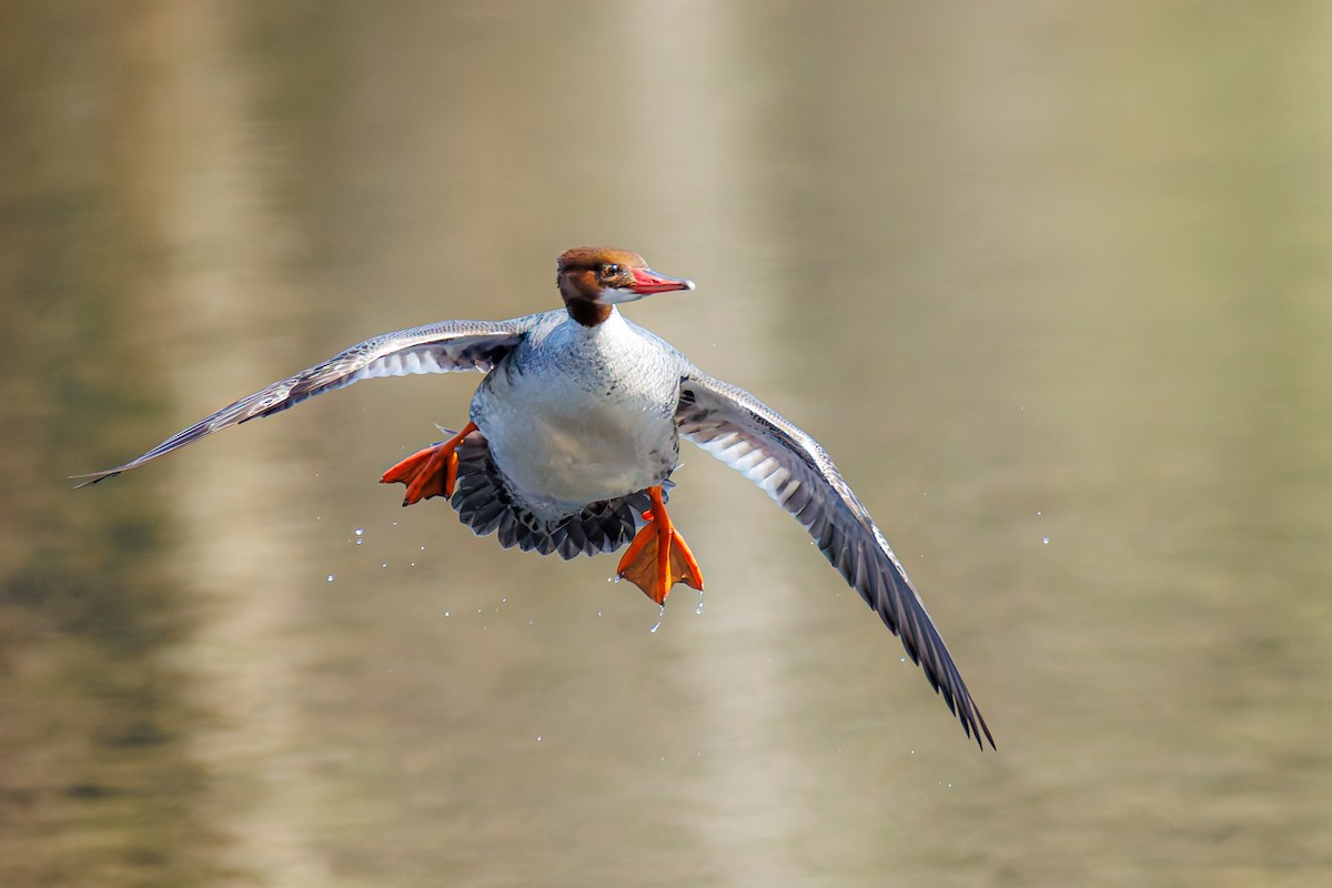 Common Merganser (North American) - ML633378105