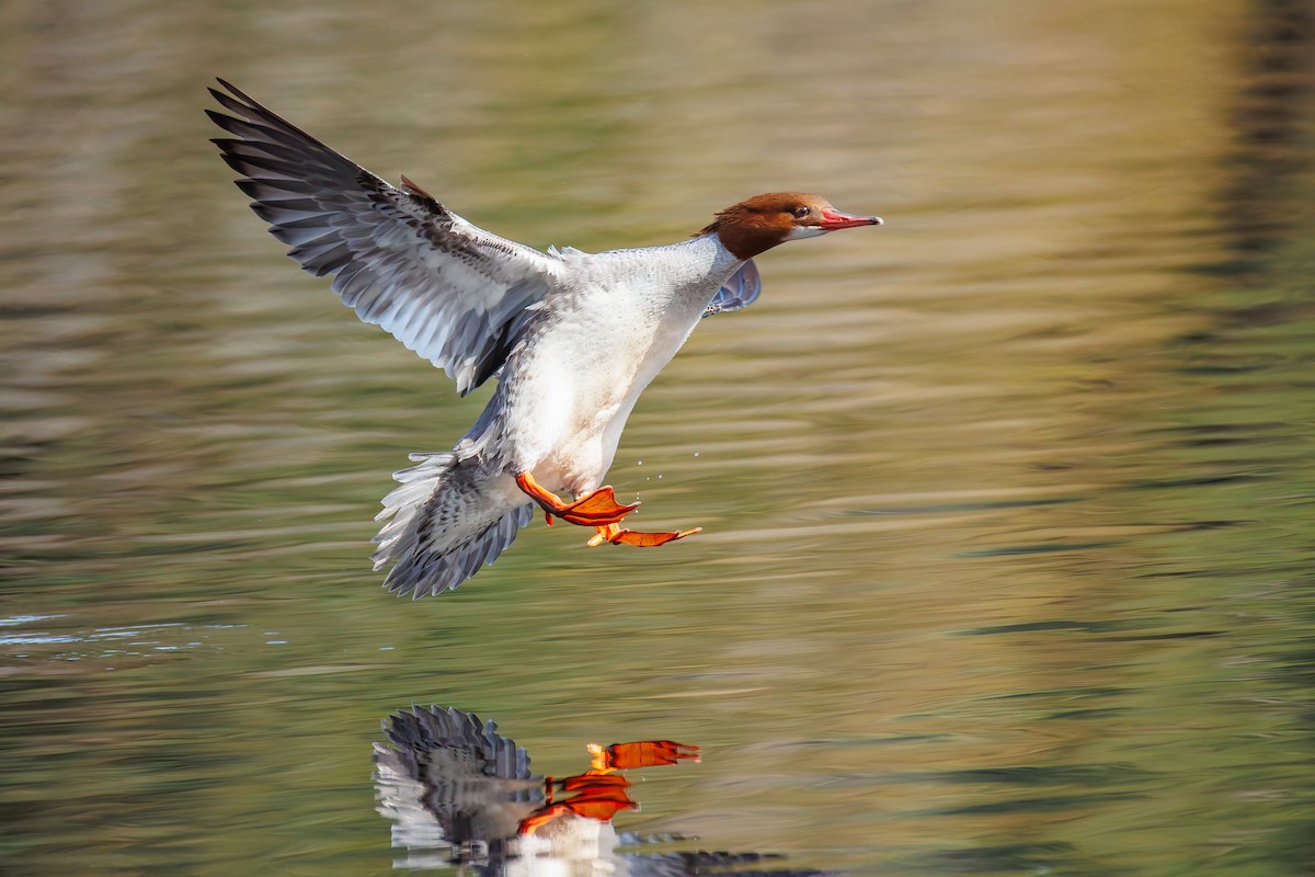 Common Merganser (North American) - ML633378112