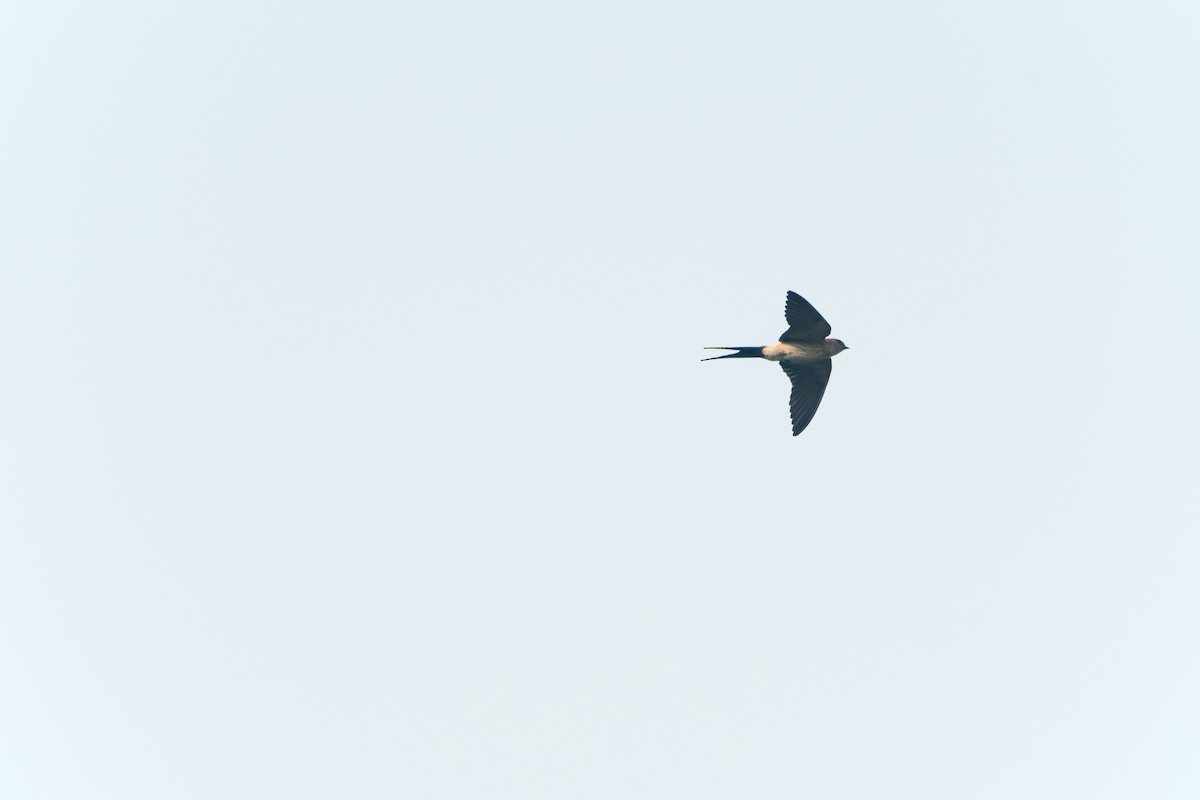 Eastern Red-rumped Swallow (Striated) - ML633378270