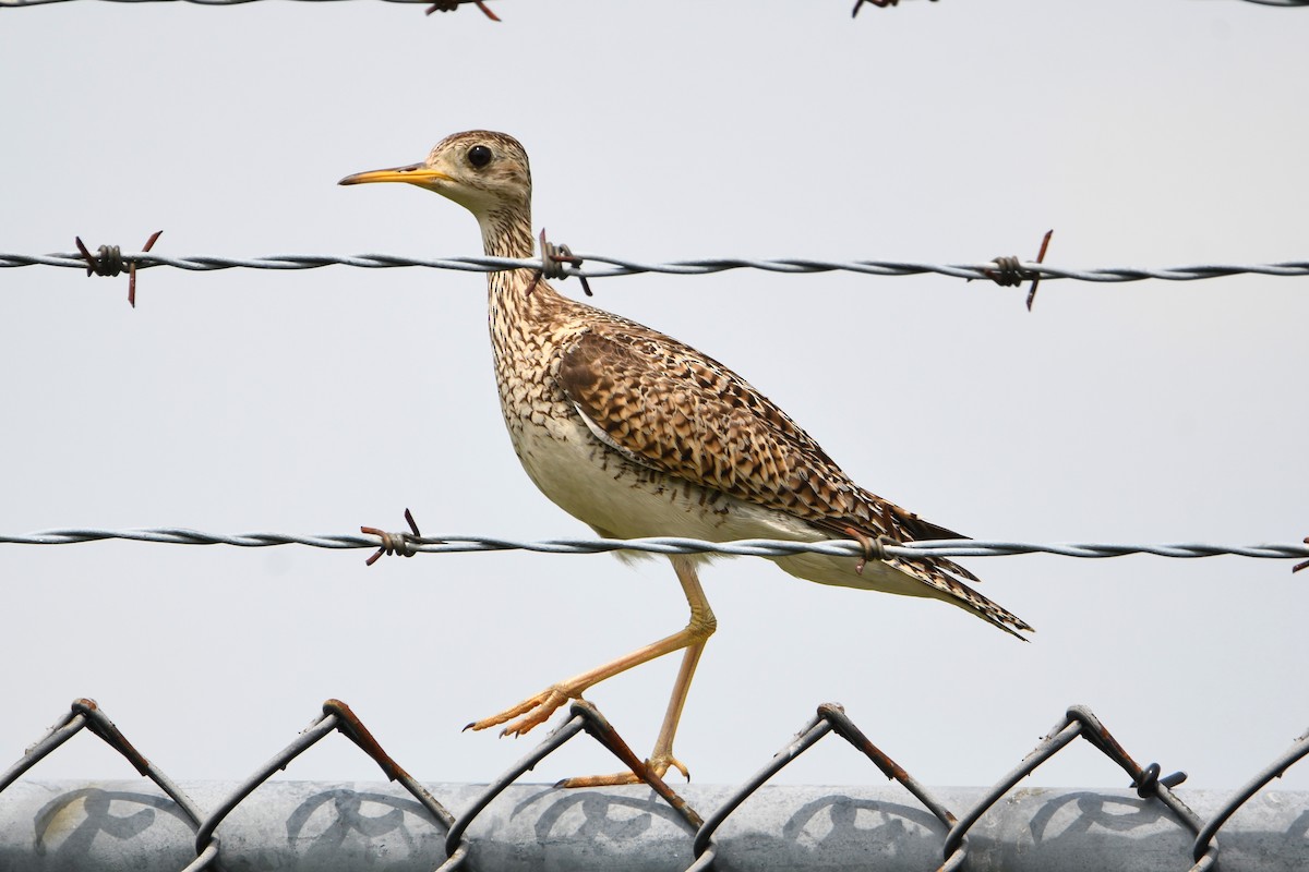 Prärieläufer - ML633378310