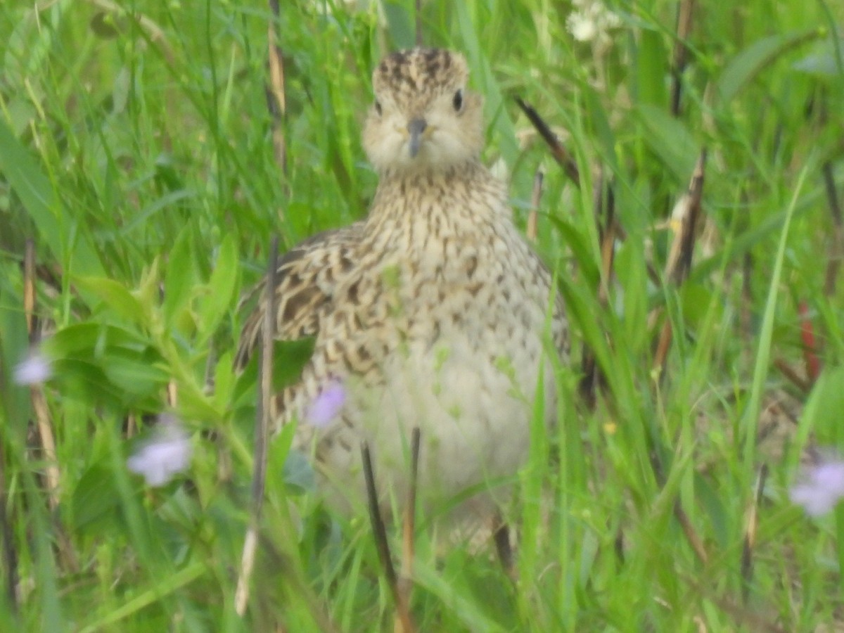 Upland Sandpiper - Marie Asscherick