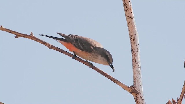 Vermilion Flycatcher - ML633378438