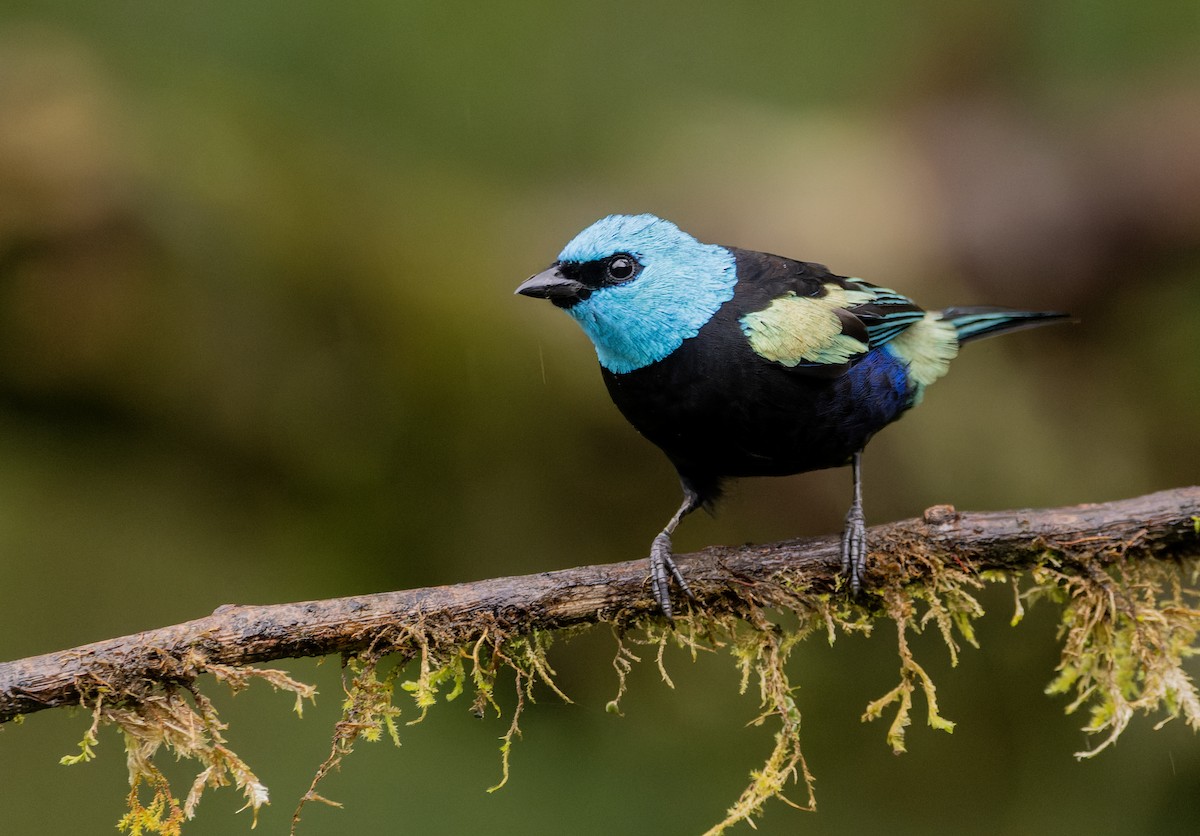Blue-necked Tanager - ML633378564