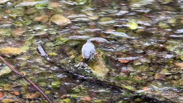 American Dipper - ML633378671