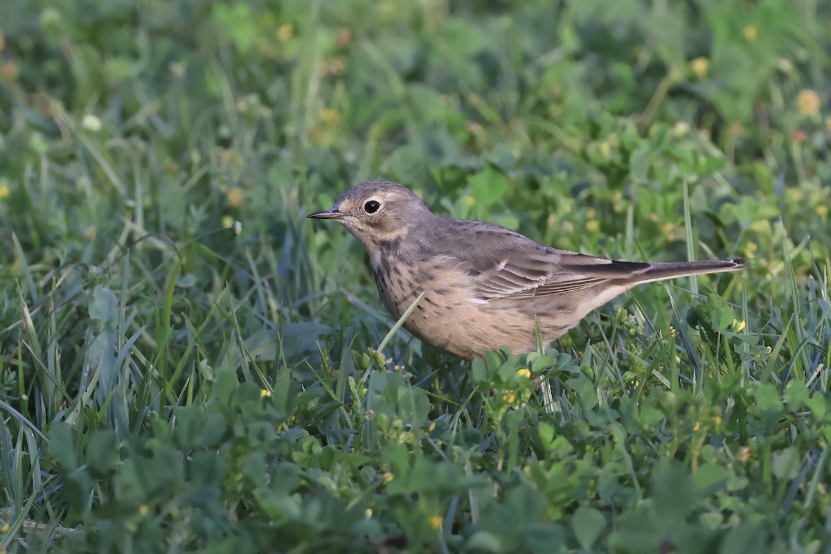 American Pipit - ML633378677
