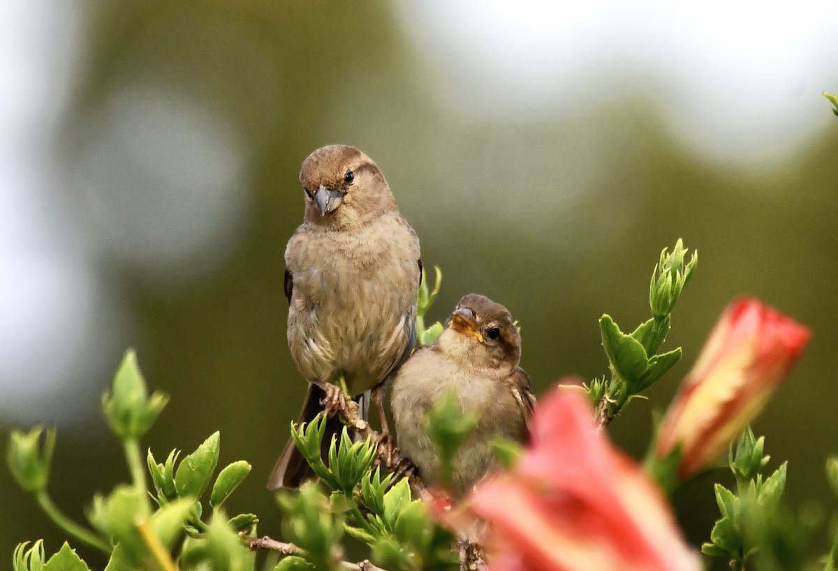 House Sparrow - ML633378912
