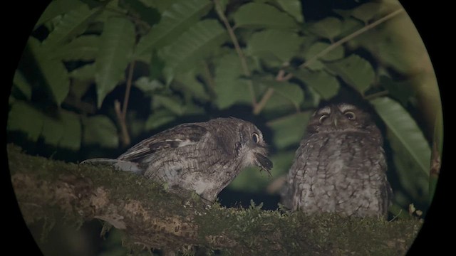 Middle American Screech-Owl - ML633378940