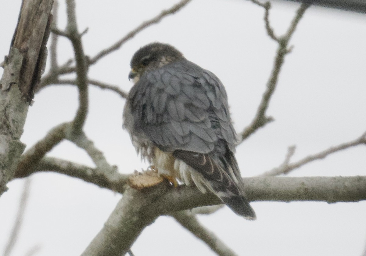 Merlin - ML633379024
