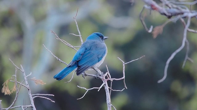 Mexican Jay - ML633379336