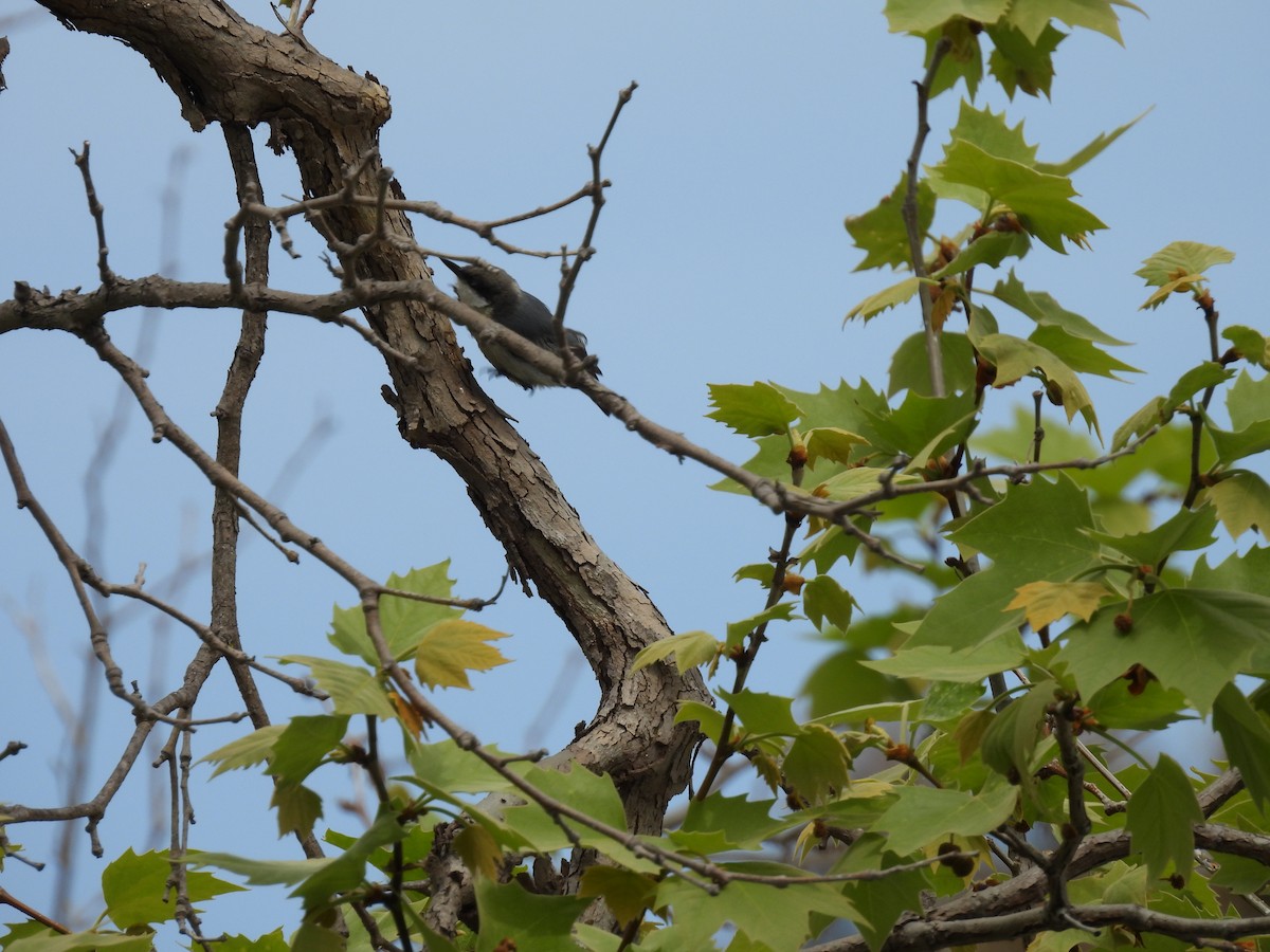 nuthatch sp. - ML633379400