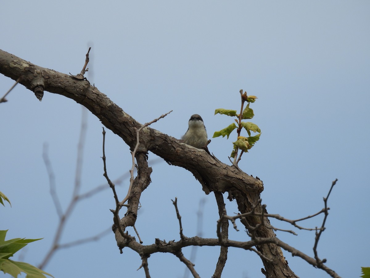 nuthatch sp. - ML633379401