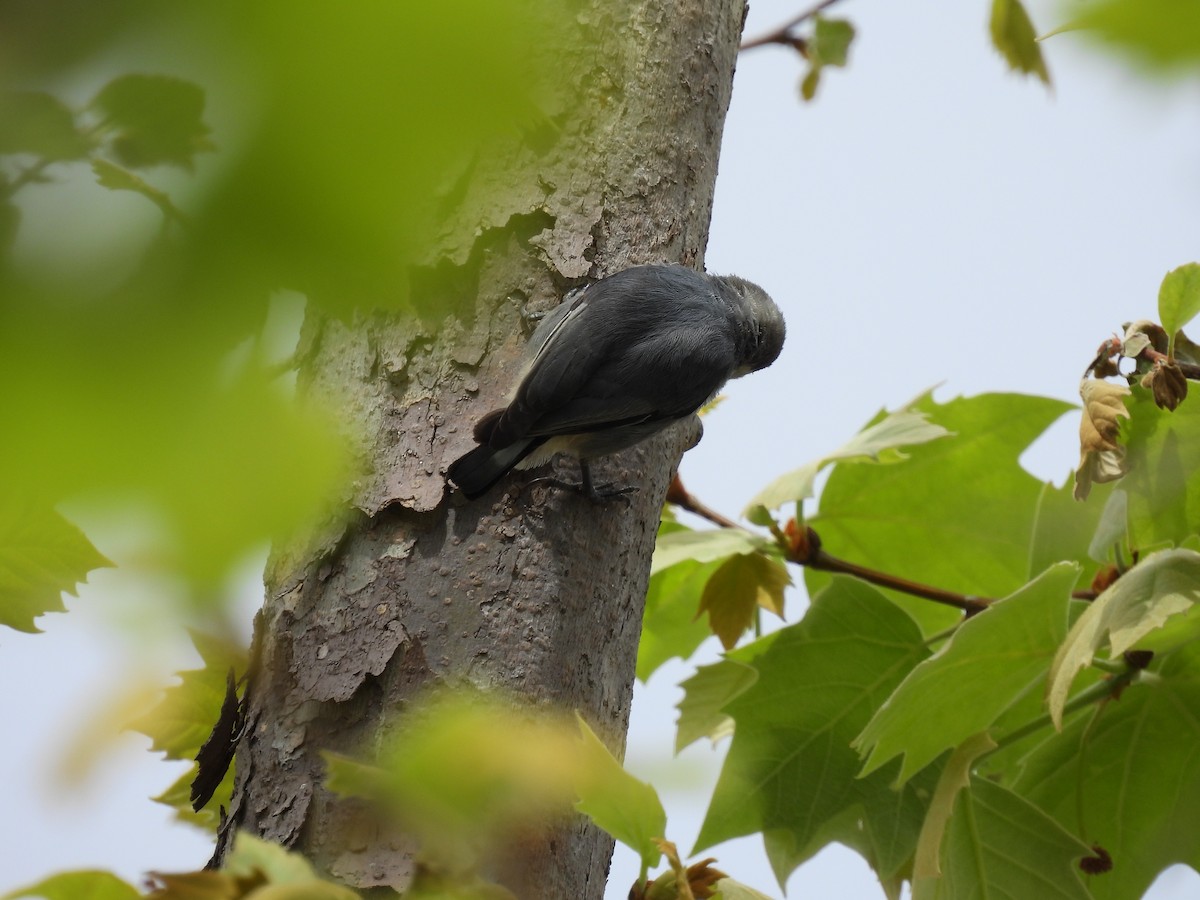 nuthatch sp. - ML633379402