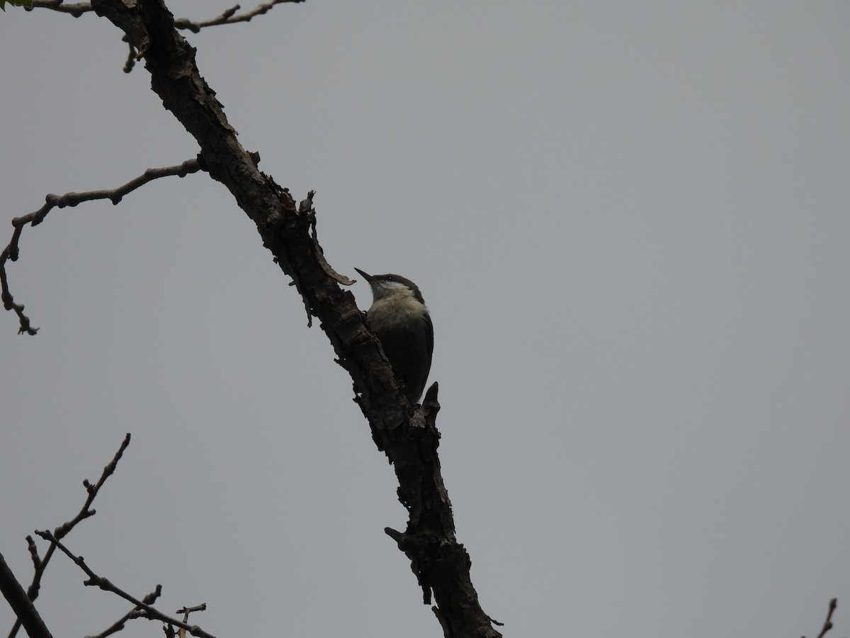nuthatch sp. - ML633379403