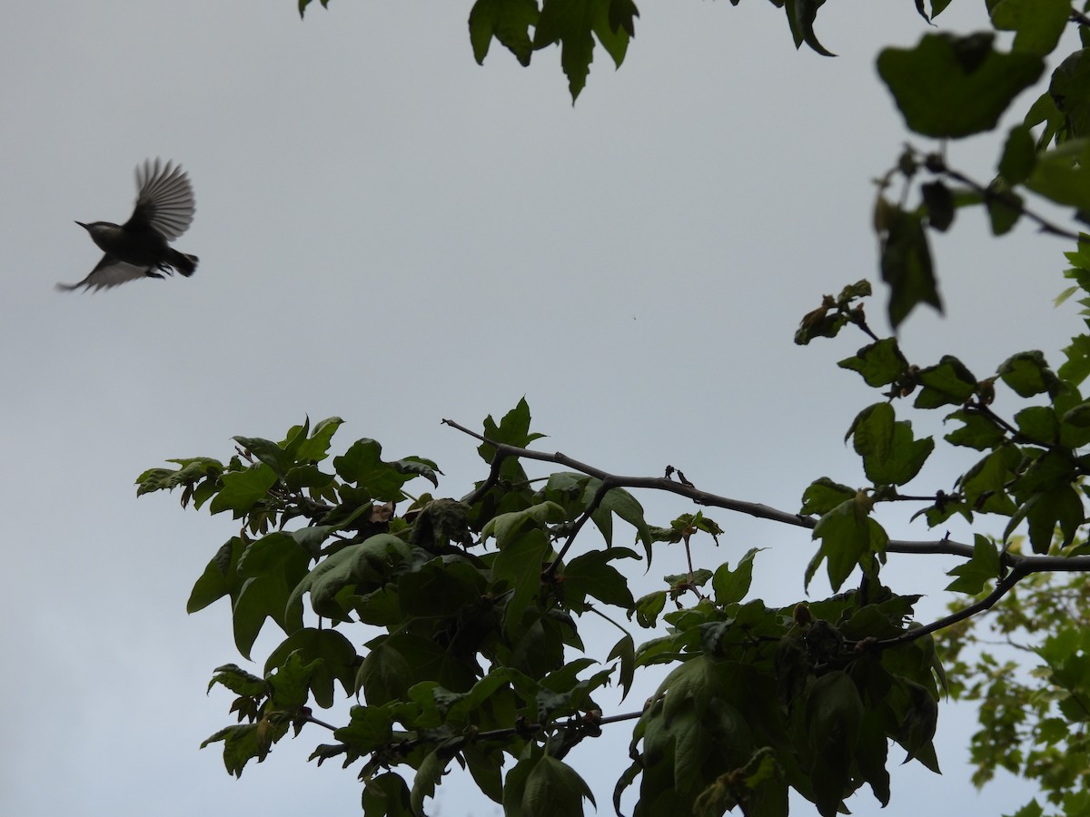 nuthatch sp. - ML633379410