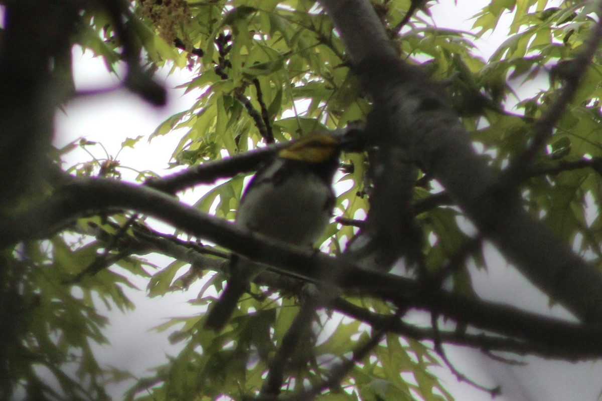 Golden-cheeked Warbler - ML633379433
