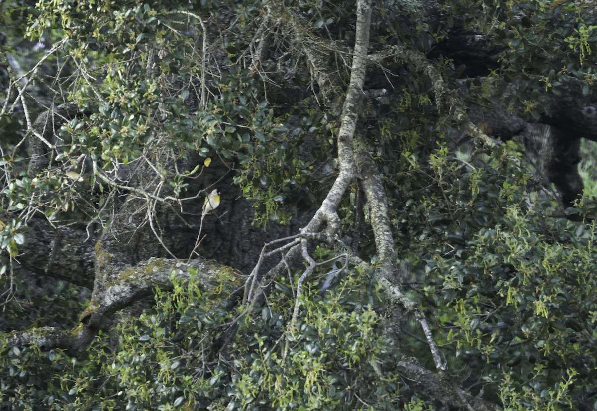 Lawrence's Goldfinch - ML633379449
