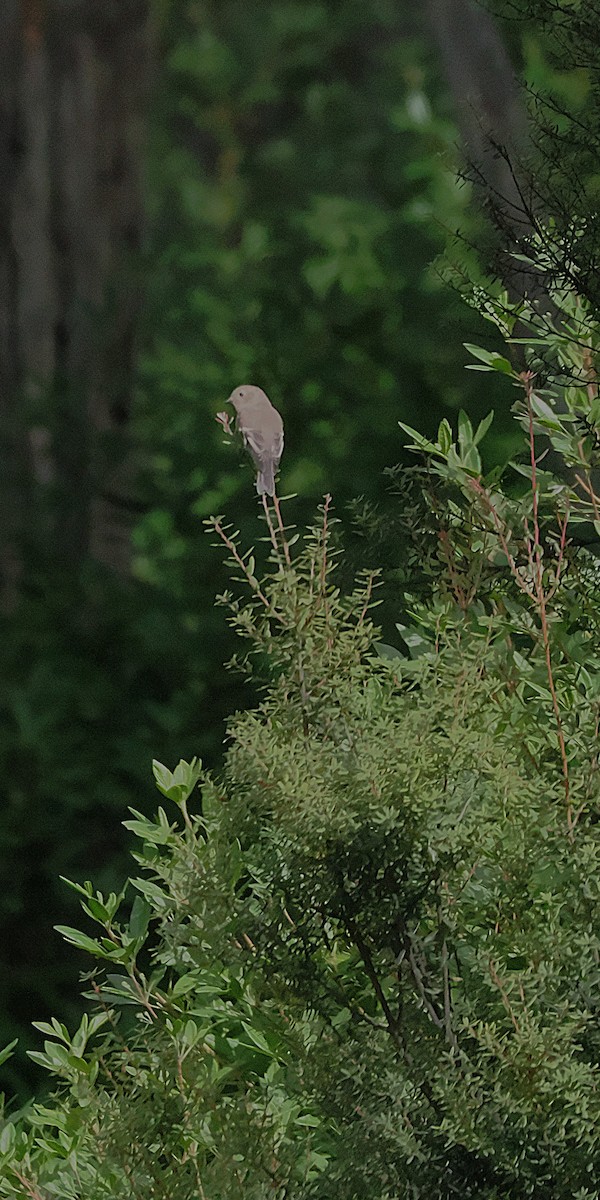 Dusky Robin - ML633379470