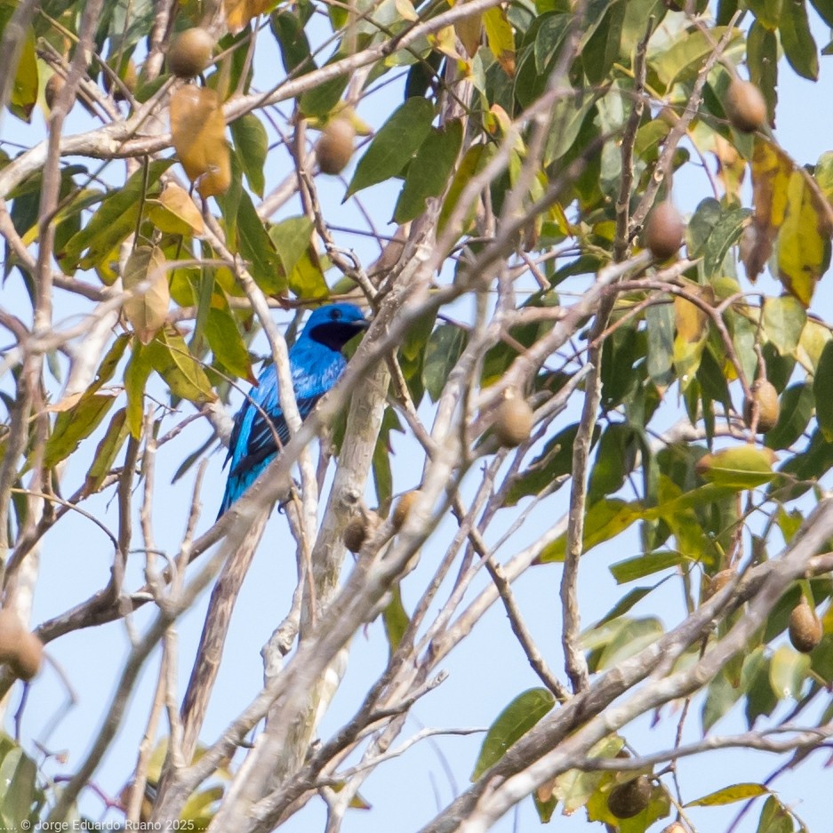 Lovely Cotinga - ML633379543