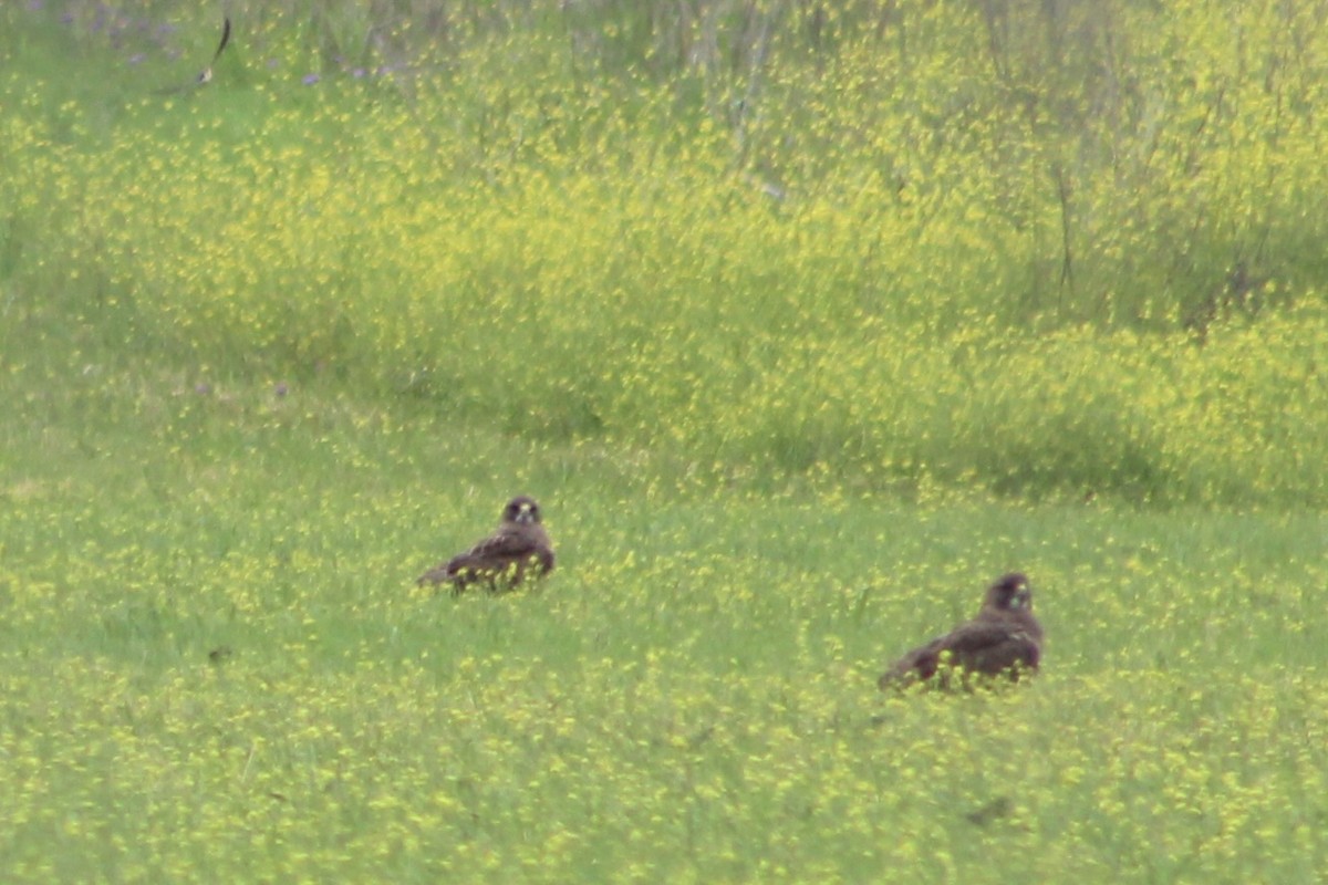 Swainson's Hawk - ML633379577