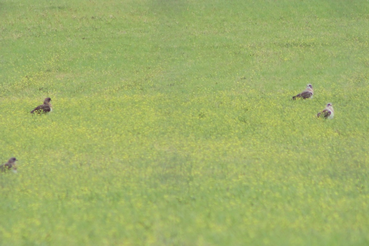 Swainson's Hawk - ML633379578
