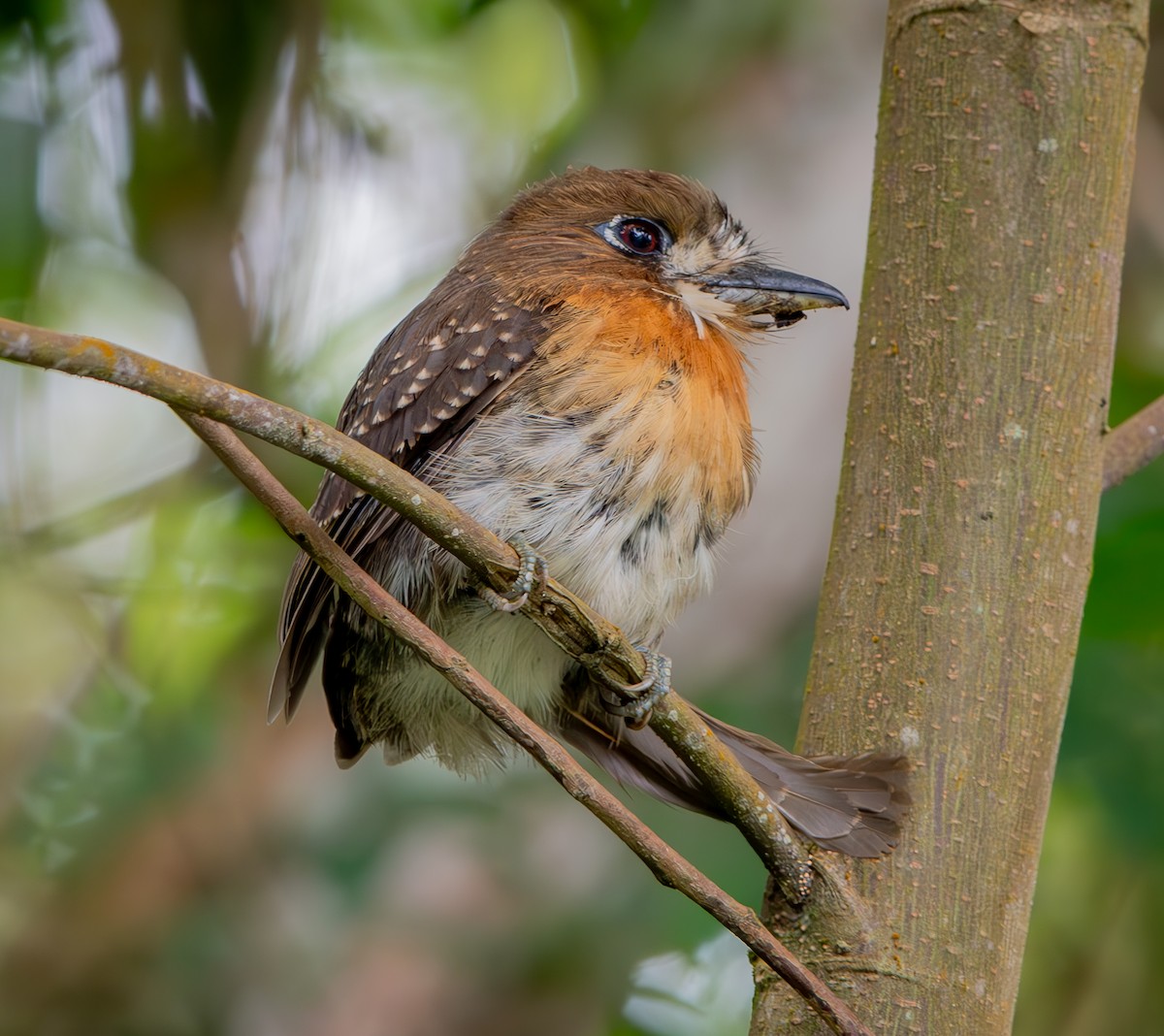 Moustached Puffbird - ML633379777