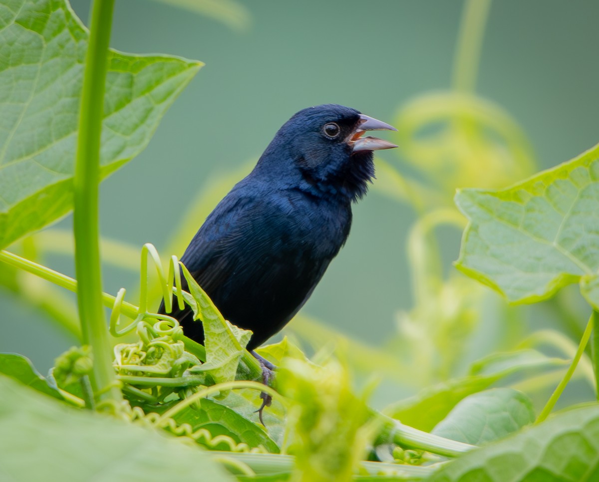 Blue-black Grassquit - ML633379796