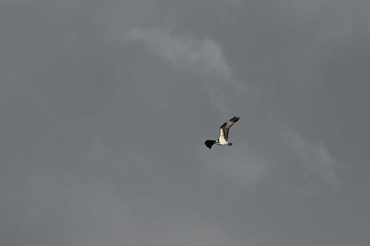 魚鷹 - ML633379798