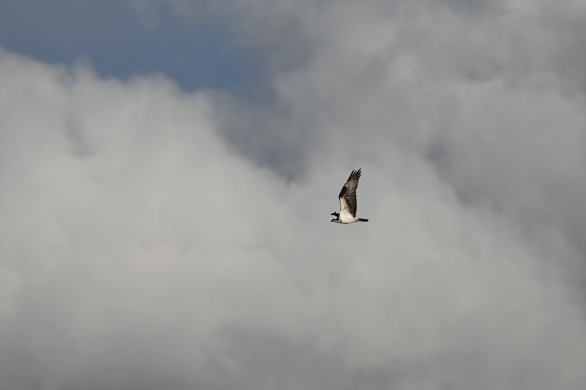 魚鷹 - ML633379799