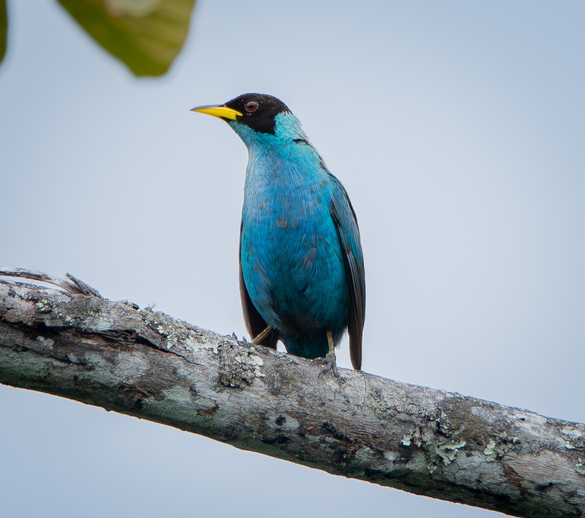 Green Honeycreeper - ML633379814