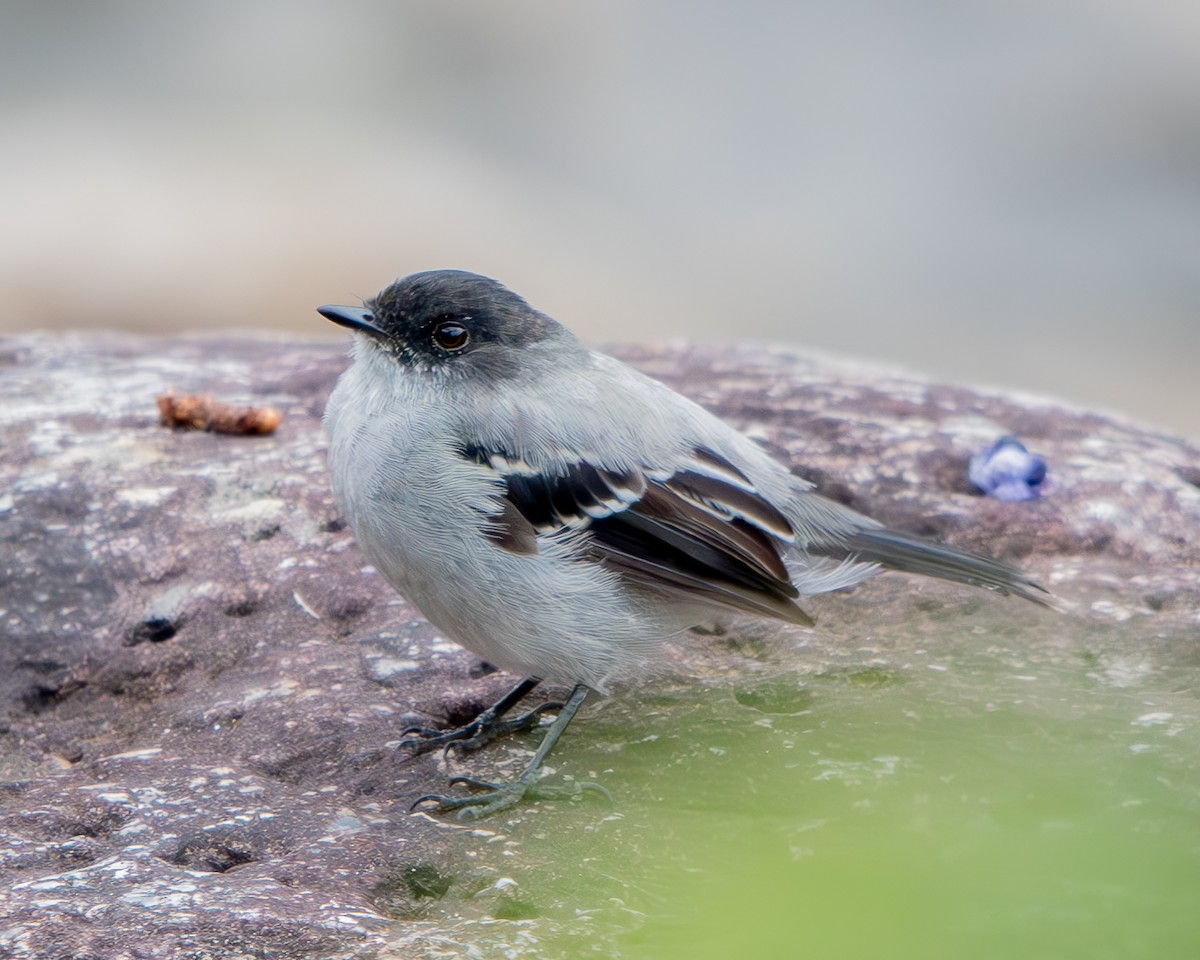 Torrent Tyrannulet - ML633379853