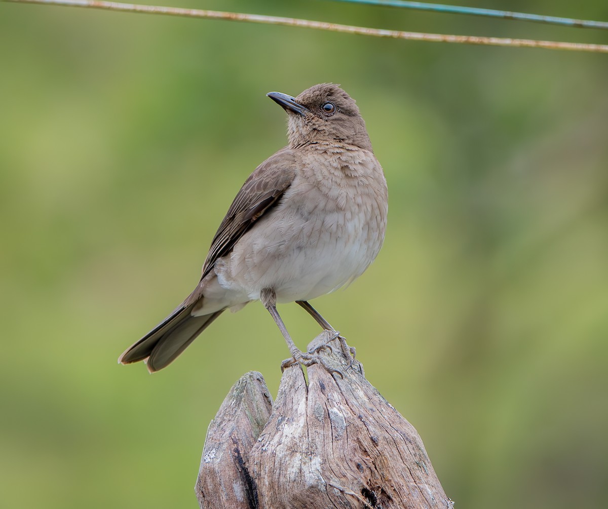 Black-billed Thrush - ML633379869
