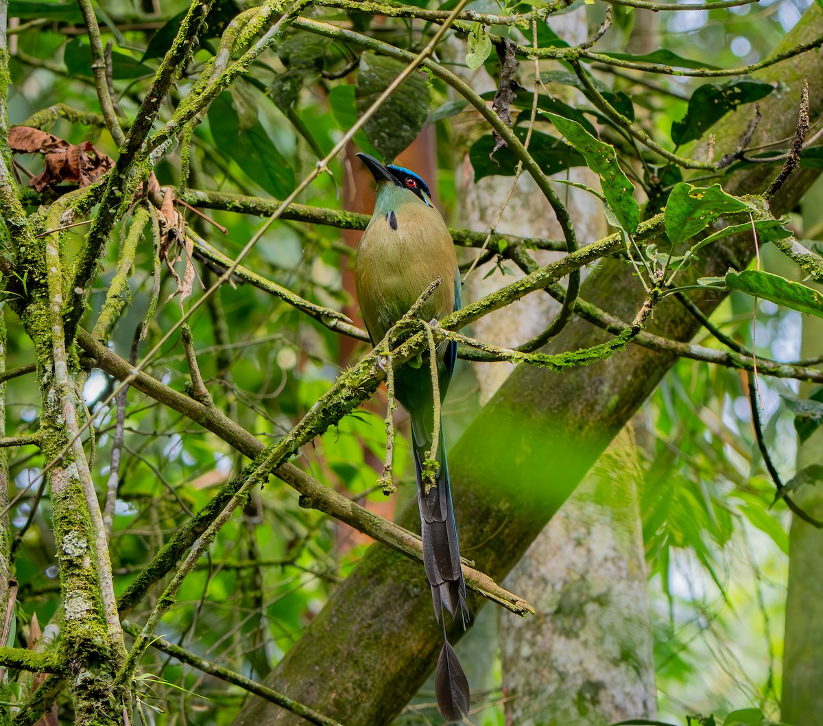 Andean Motmot - ML633379888
