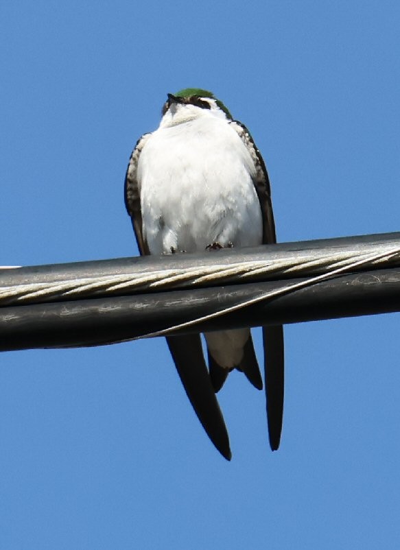 Hirondelle bicolore ou H. à face blanche - ML633379889