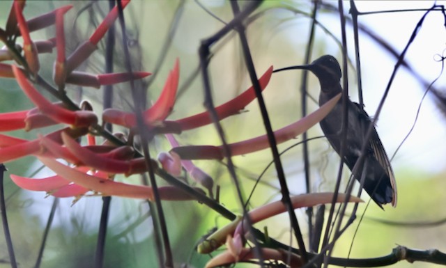 Long-billed Starthroat - ML633379916